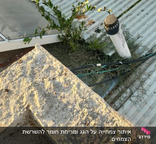 צמחייה וענפים הגדלים על גג מבנה בסמוך לצינורות וכבלים